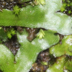 Marchantia foliacea