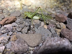 Capnobotes arizonensis