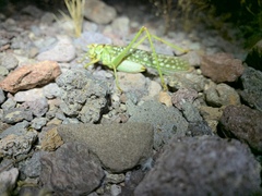 Capnobotes arizonensis