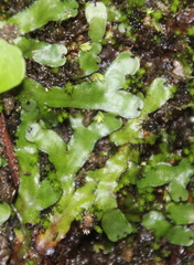 Marchantia foliacea