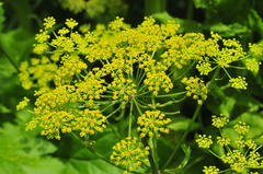 Pastinaca sativa sativa