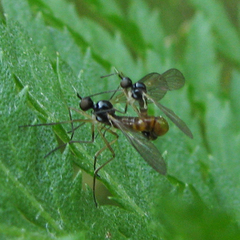Brachystomatidae