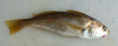 Genyonemus lineatus