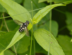 Sericomyia lata