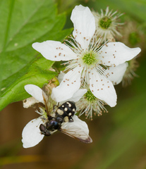 Sericomyia lata