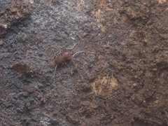 Myrmecophilus