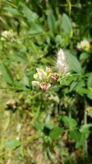 Rhinotropis cornuta cornuta