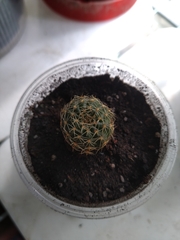 Lobivia arachnacantha