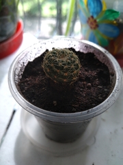 Lobivia arachnacantha