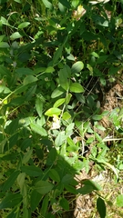Rhinotropis cornuta cornuta
