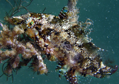 Pteragogus flagellifer