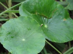Hydrocotyle vulgaris