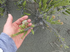 Ozothamnus leptophyllus