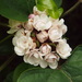 Chinese Glorybower - Photo (c) Sunnetchan, some rights reserved (CC BY-NC-SA), uploaded by Sunnetchan