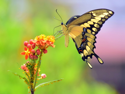 Western Giant Swallowtail