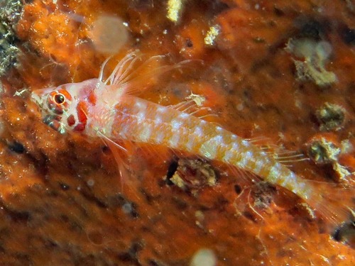Helen's triplefin (Ceratobregma helenae) — Tripterygiidae