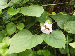 Clerodendrum chinense