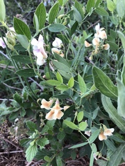 Lathyrus lanszwertii