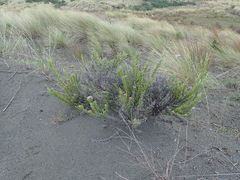 Ozothamnus leptophyllus
