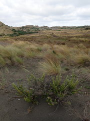 Ozothamnus leptophyllus
