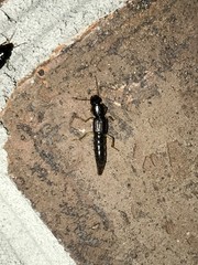 Pinophilus