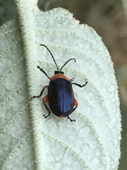 Asphaera abdominalis