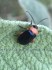 Asphaera abdominalis