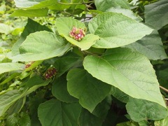 Clerodendrum chinense