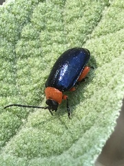 Asphaera abdominalis