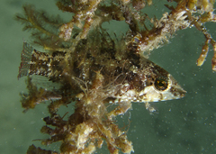 Pteragogus flagellifer