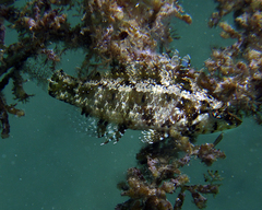 Pteragogus flagellifer