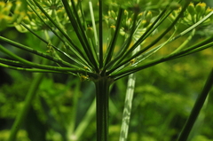 Pastinaca sativa sativa