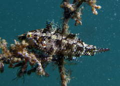 Pteragogus flagellifer