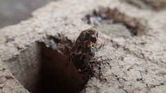 Protaetia fusca