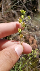 Streptanthus polygaloides