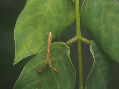 Tetragnatha hasselti