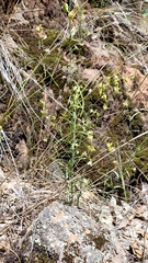 Streptanthus polygaloides