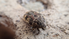 Protaetia fusca