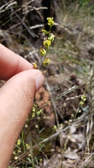 Streptanthus polygaloides