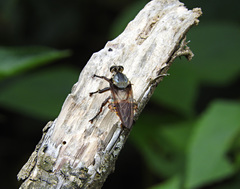 Blepharotes splendidissimus