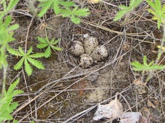 Actitis macularius