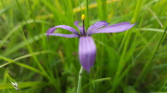 Sisyrinchium hitchcockii