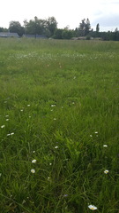 Sisyrinchium hitchcockii