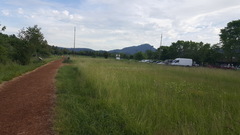 Sisyrinchium hitchcockii