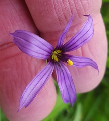 Sisyrinchium hitchcockii