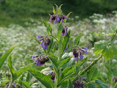 Symphytum officinale