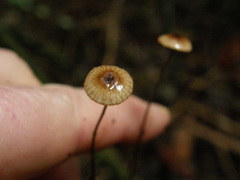 Crinipellis procera