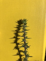 Centromadia parryi australis