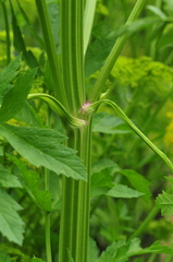Pastinaca sativa sativa