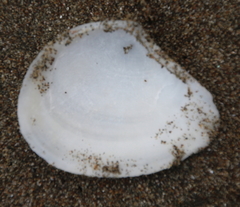 Macomona liliana